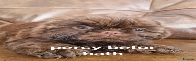 PERCY