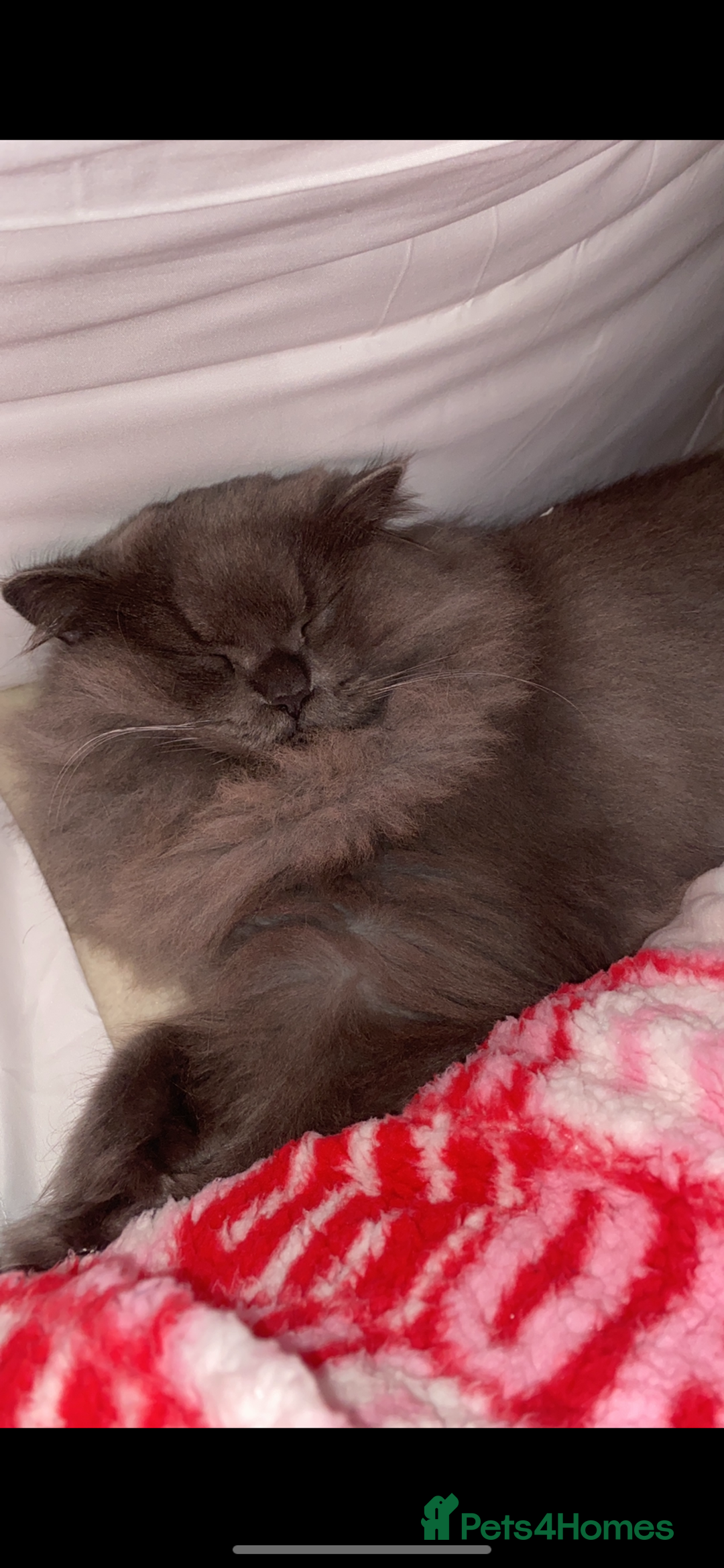 British Longhair cats for sale: Silver British Longhair  - Advert 3