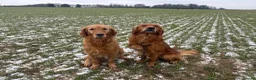 Goldador dogs for sale: Beautiful dark goldador puppies last few left 😍 - Advert 14