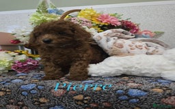 Toy Poodle dogs for sale: Kc reg deep red toy poodle council licensed  - Image 35