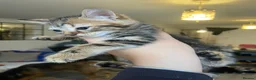 Mixed Breed cats for sale: Kittens/two adult cats - Advert 12