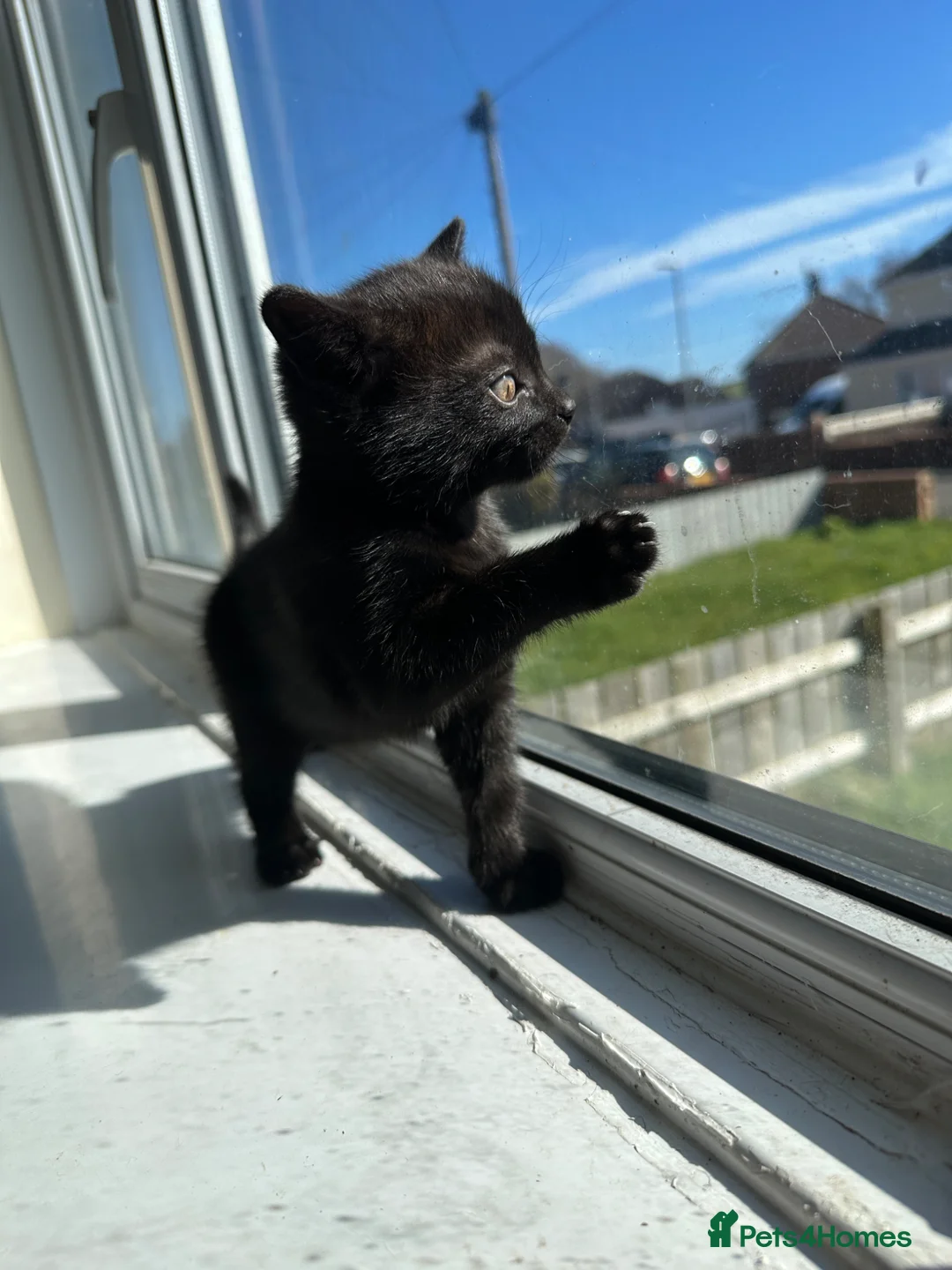 Mixed Breed cats for sale: Beautiful litter of kittens  - Advert 13