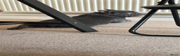 French Bulldog dogs for sale: New home for Frenchie - Advert 4