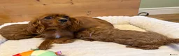 Cavapoo dogs for sale: Dad Red F1 Cavapoo Puppies  - Advert 8