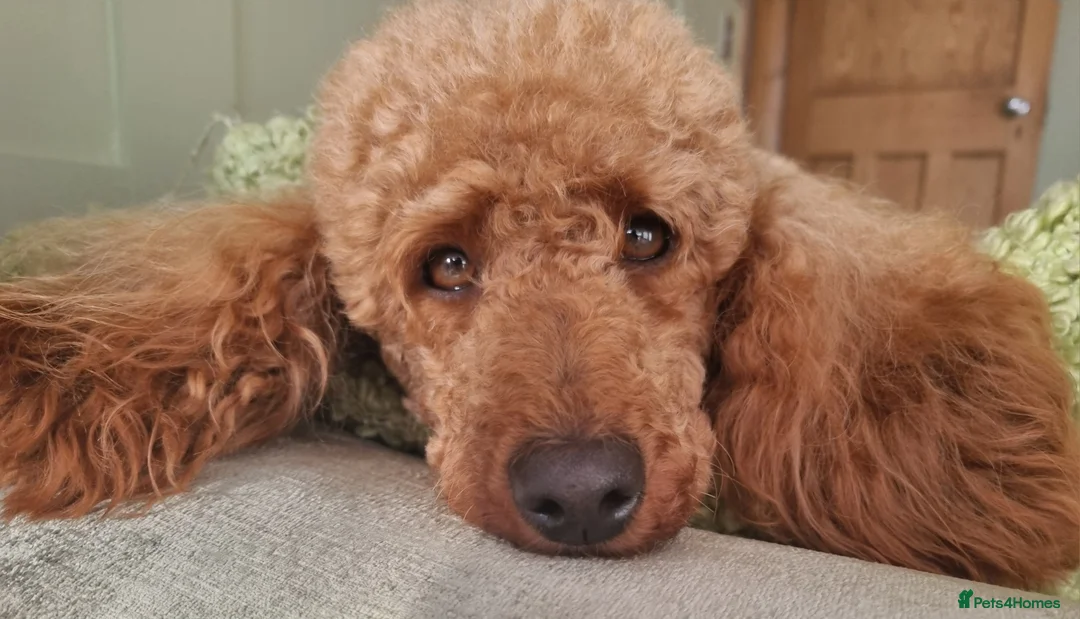 Miniature Poodle dogs for sale: GORGEOUS 💕Red Miniature Poodle Puppies  - Advert 4