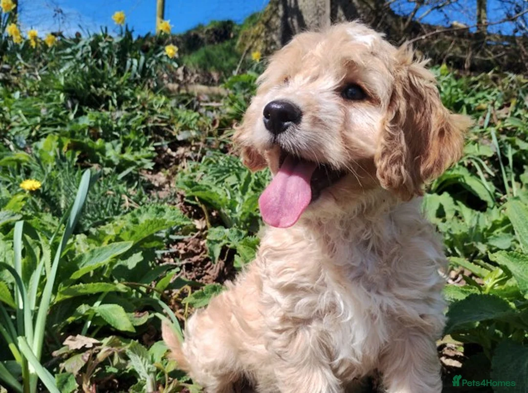 Cockapoo dogs for sale: beautiful Cockapoo puppies in Southsea - Advert 6
