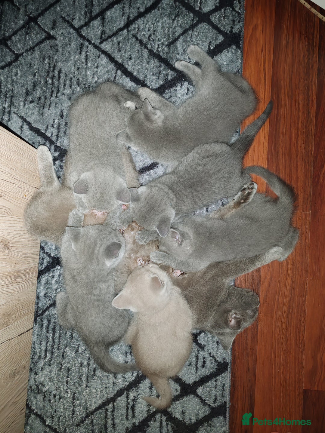 British Shorthair cats for sale: British short hair  - Image 10