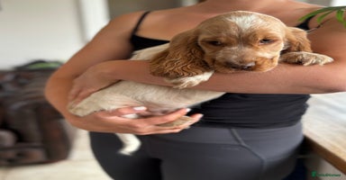 Cocker Spaniel dogs - Advert 1