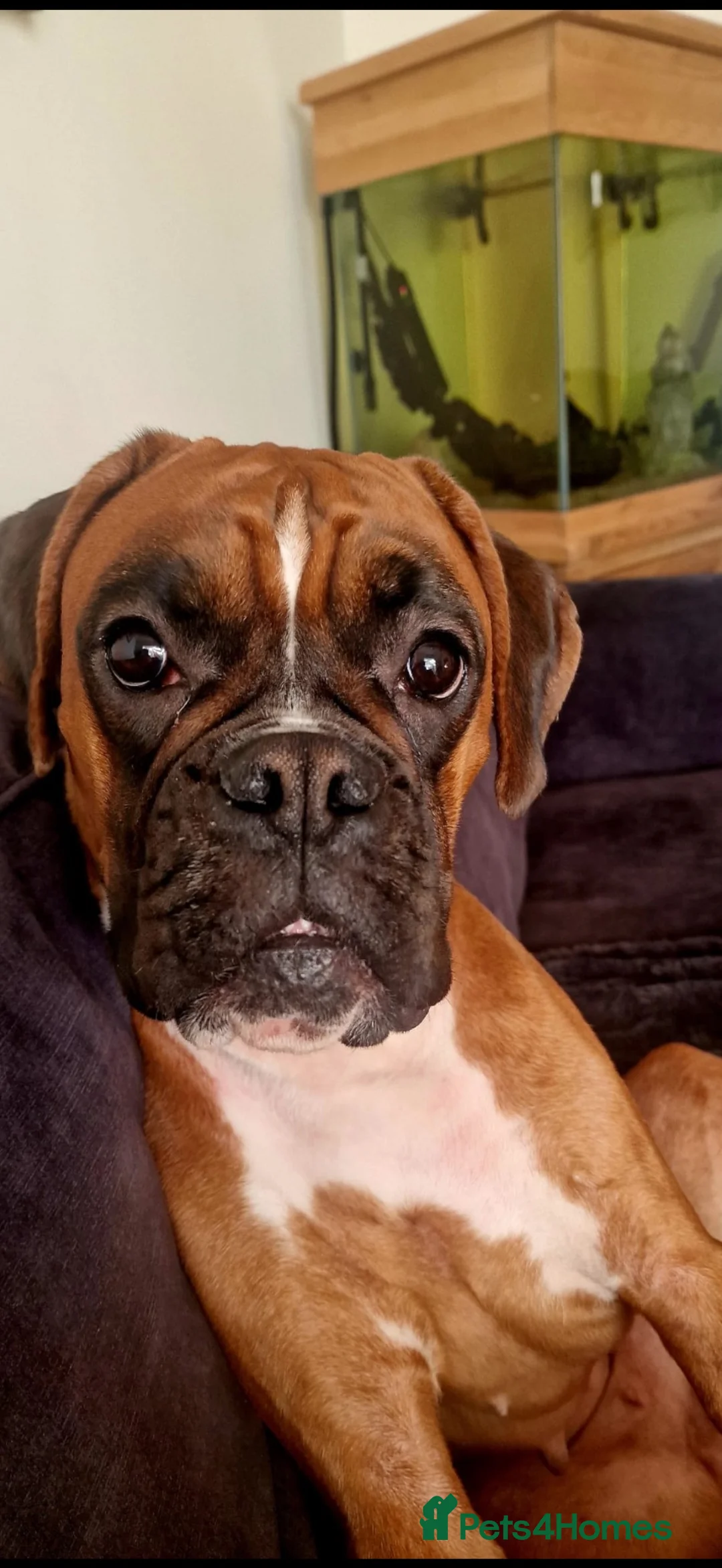 Boxer dogs for sale: Beautiful red boxer bitch in Leven - Advert 1
