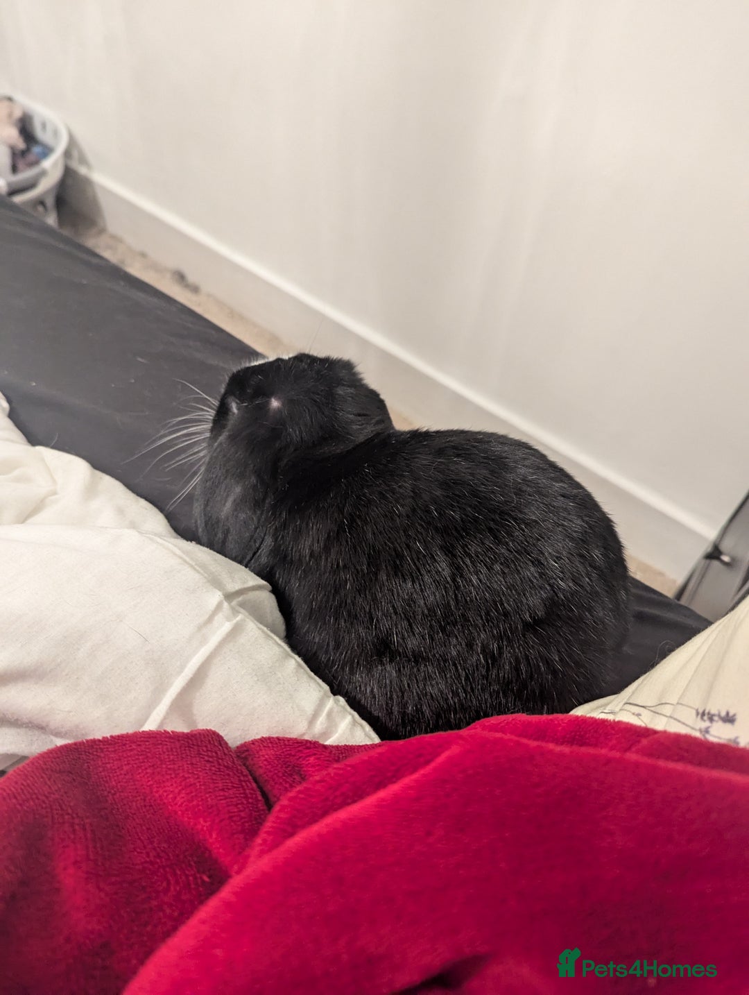 Mini Lop rabbits for sale: Mini Lop for a good home 🥰 - Image 4