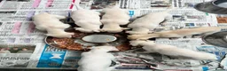 Whippet dogs for sale: Top Quality KC Reg Cream/white Whippet Puppies - Advert 4