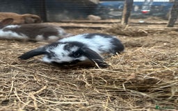 Mini Lop rabbits for sale: 6 Baby lops for sale - Image 2
