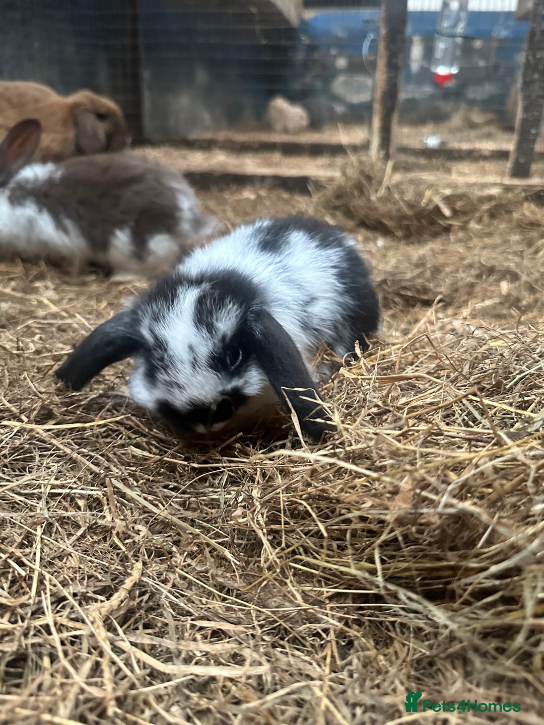 Mini Lop rabbits for sale: 6 Baby lops for sale - Image 2