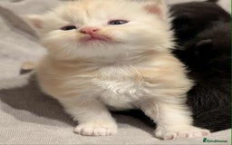 Maine Coon cats for sale: Maine Coon crossed Ragdoll kittens - Image 4