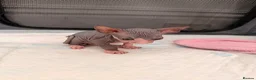 Sphynx cats for sale: Beautiful Sphynx kittens 🩵🩷 🐾  - Advert 16