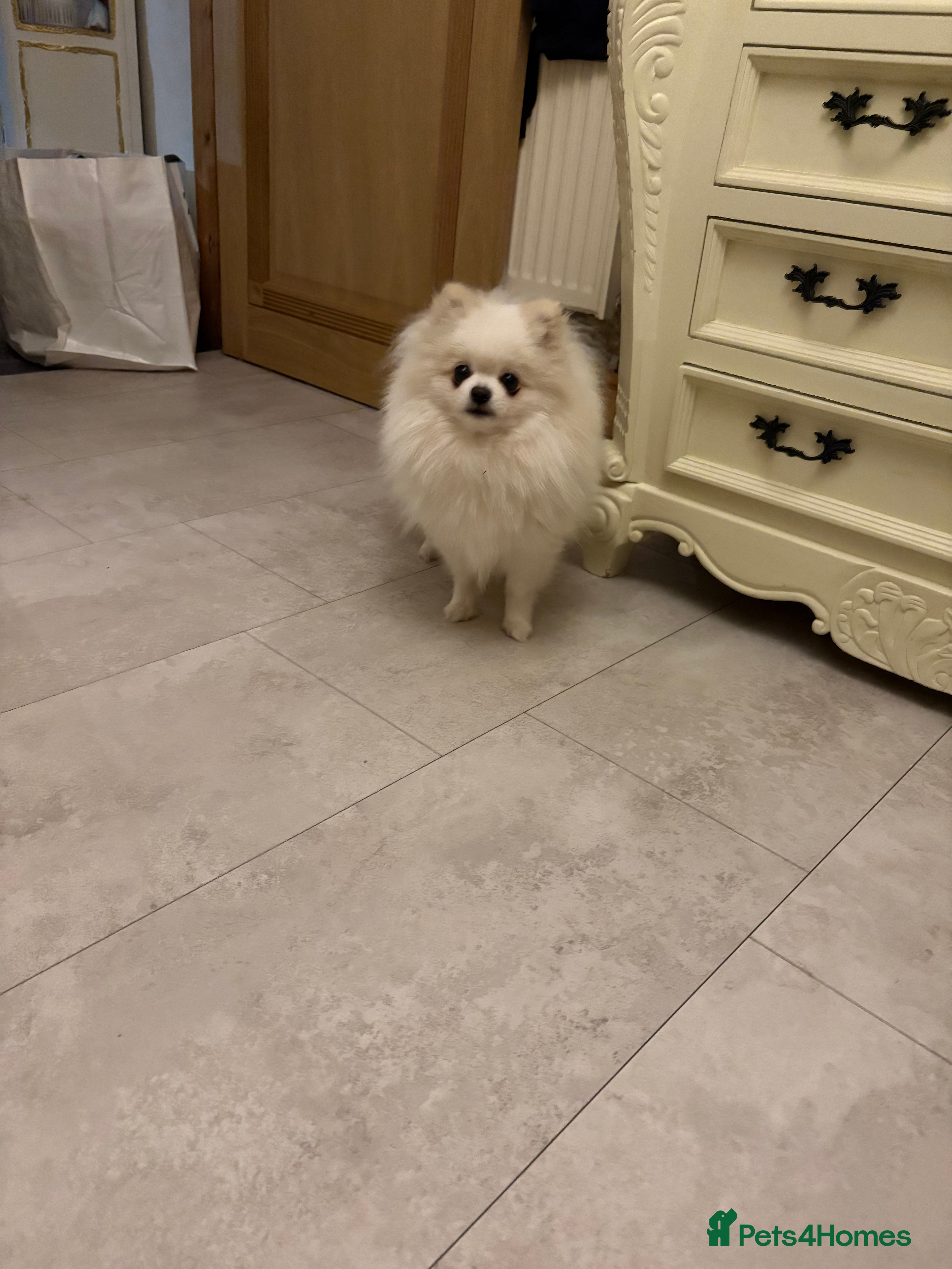 Pomeranian dogs Female Pomeranian  - Advert 9