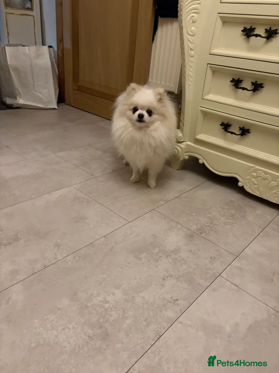 Pomeranian dogs for sale: Female Pomeranian  - Advert 1