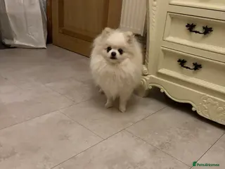 Pomeranian dogs Female Pomeranian - Advert 2