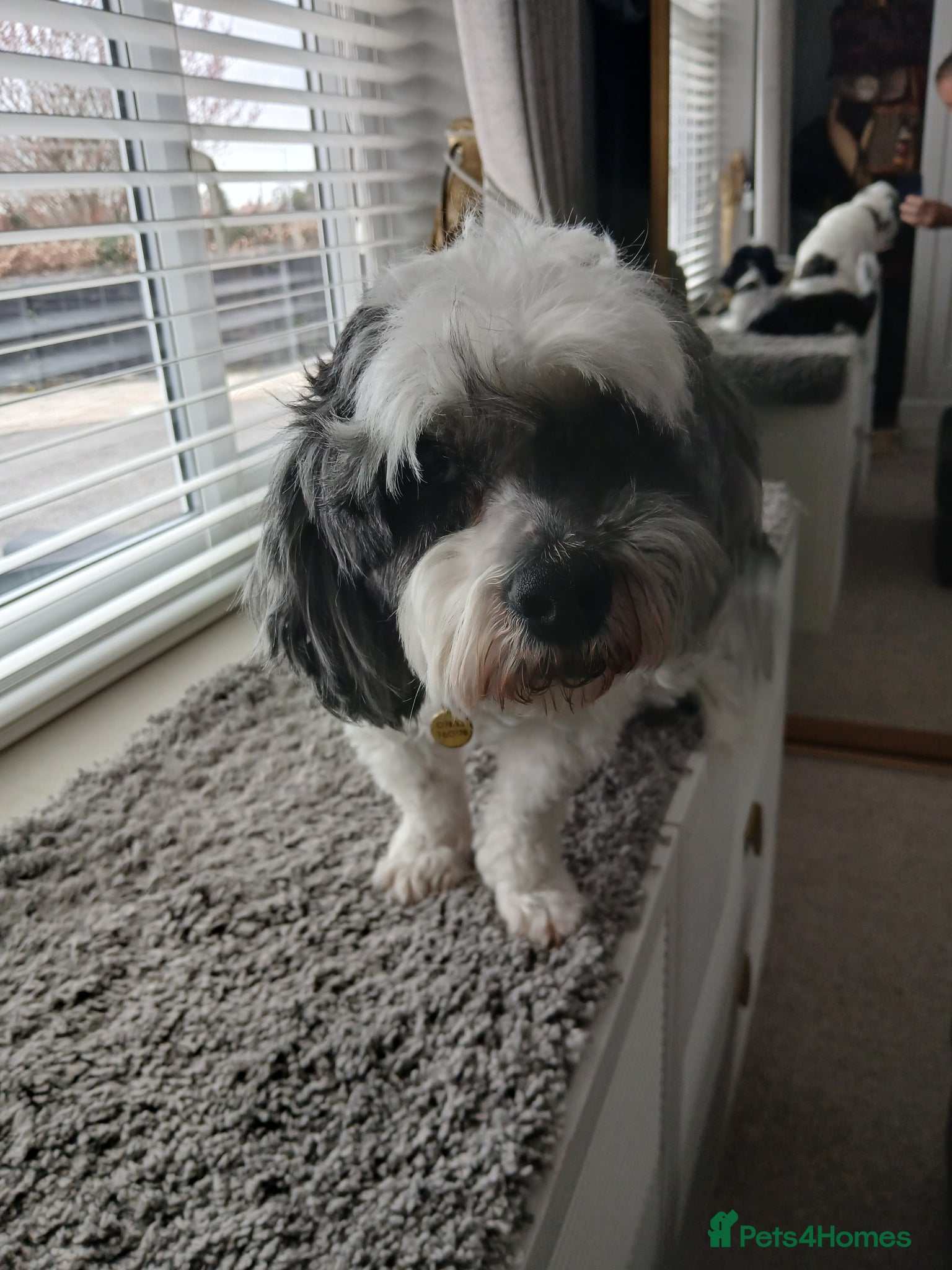 Shihpoo dogs Poppy - Advert 1