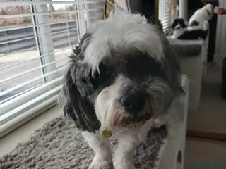Shihpoo dogs Poppy - Advert 11