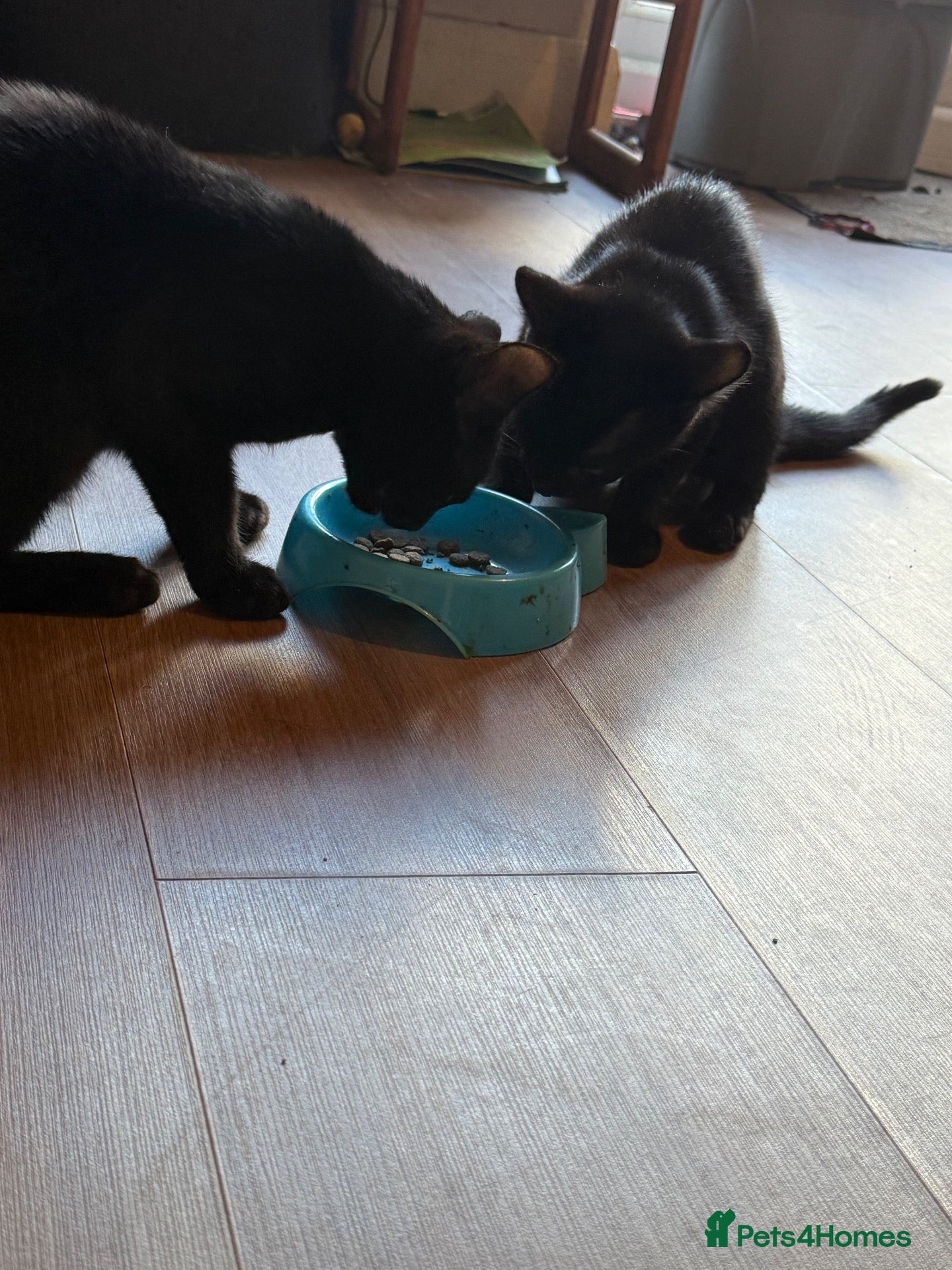 British Shorthair cats Black kittens - Advert 5