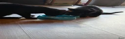 British Shorthair cats for sale: Black kittens in Burton-on-Trent - Advert 1