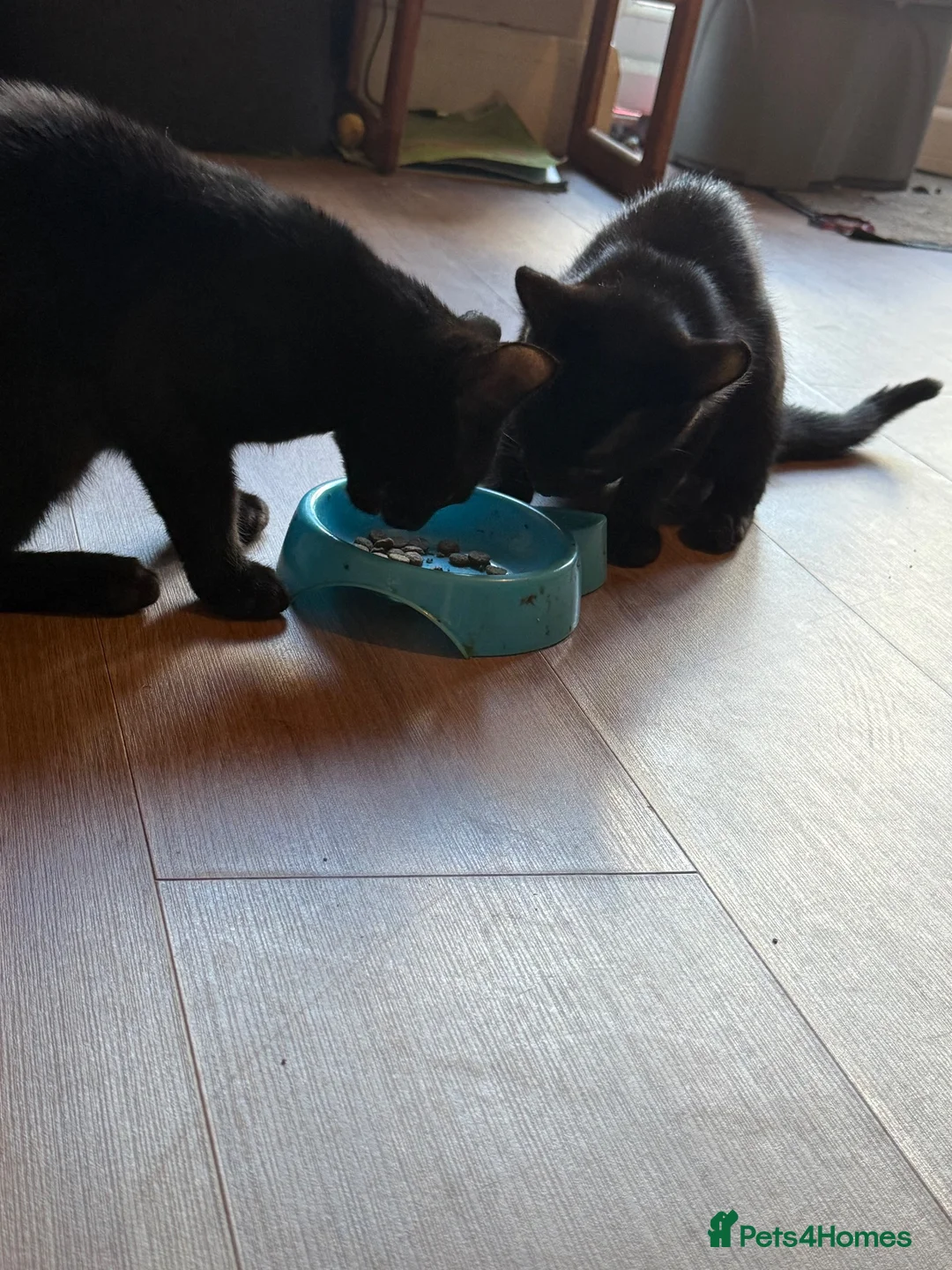 British Shorthair cats for sale: Black kittens in Burton-on-Trent - Advert 1