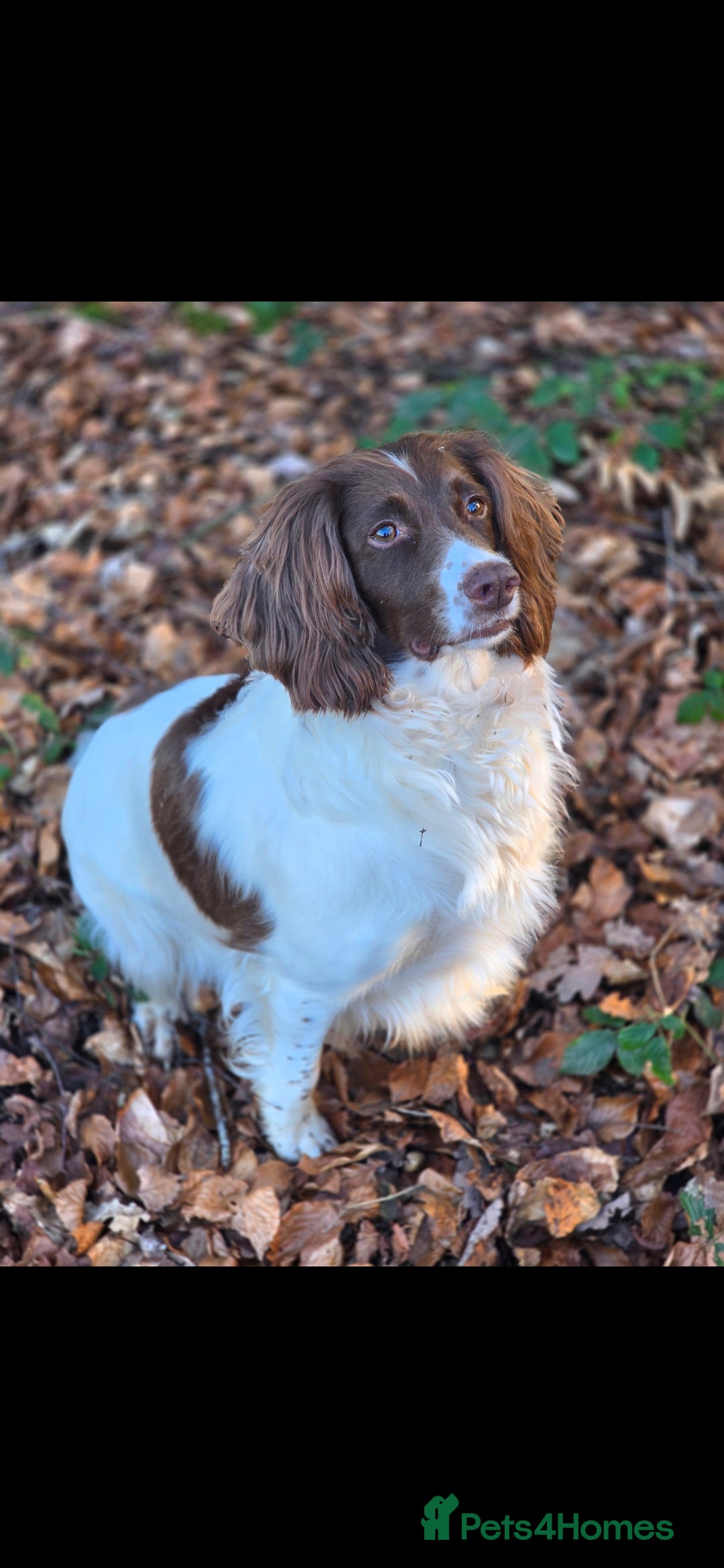 English Springer Spaniel dogs for sale:  Health tested Springer Spaniel puppiespuppies - Advert 3