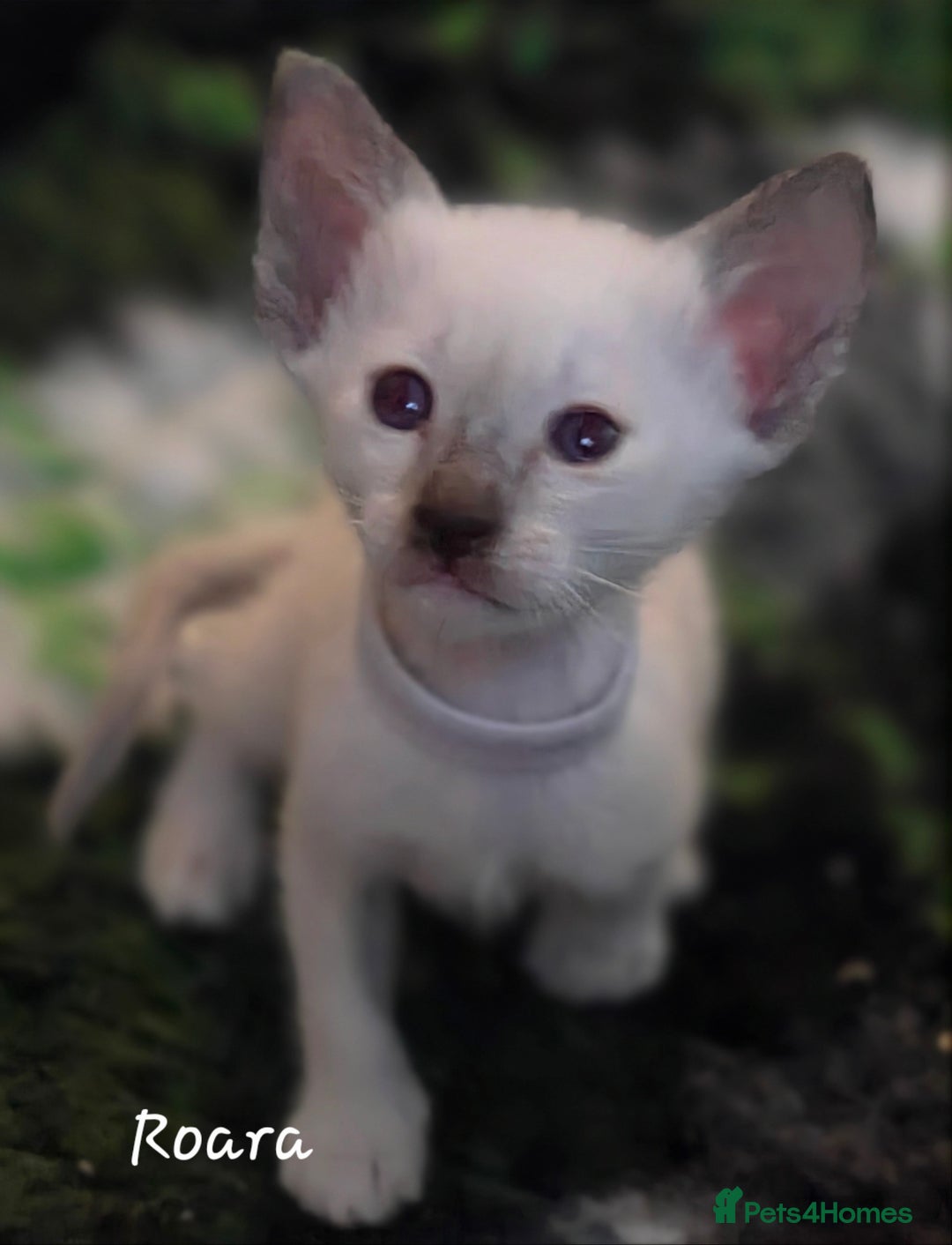 Siamese cats for sale: 8 super soft purebred GCCF reg Siamese - Image 26