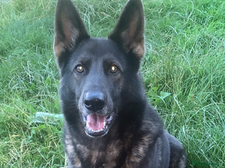 Mixed Breed dogs - Advert 3