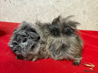 Guinea Pig rodents Male guinea pigs - Advert 2