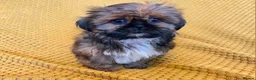Shih Tzu dogs for sale: KC Registered Chocolate Imperial Shih Tzu Puppies - Advert 6