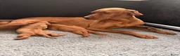 Hungarian Vizsla dogs for sale:     KC Hungarian Vizsla Puppies - Licensed ⭐ - Advert 3