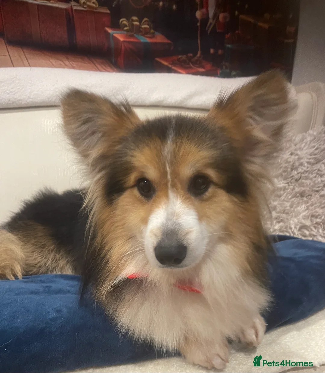 Welsh Corgi Pembroke dogs for stud: Beautiful Flutty Welsh Pembroke Corgi for stud in Rugby - Advert 4