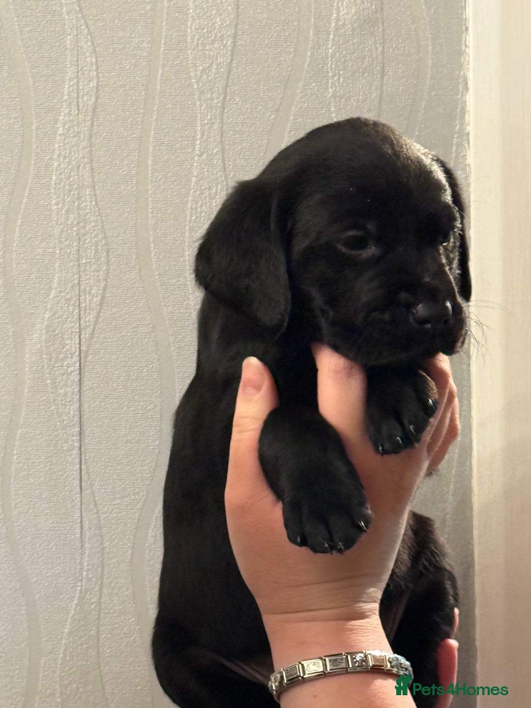 Labrador Retriever dogs for sale: Labrador puppies  - Advert 21
