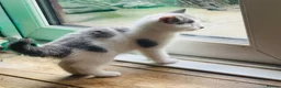 Mixed Breed cats for sale: Male kitten  - Advert 3