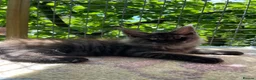 Maine Coon cats for sale: ⭐️Beautiful Maine Coon Kittens⭐️ - Advert 13