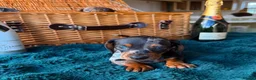 Miniature Dachshund dogs for sale: Tricolour miniature Dachsunds Babies ✨ - Advert 3