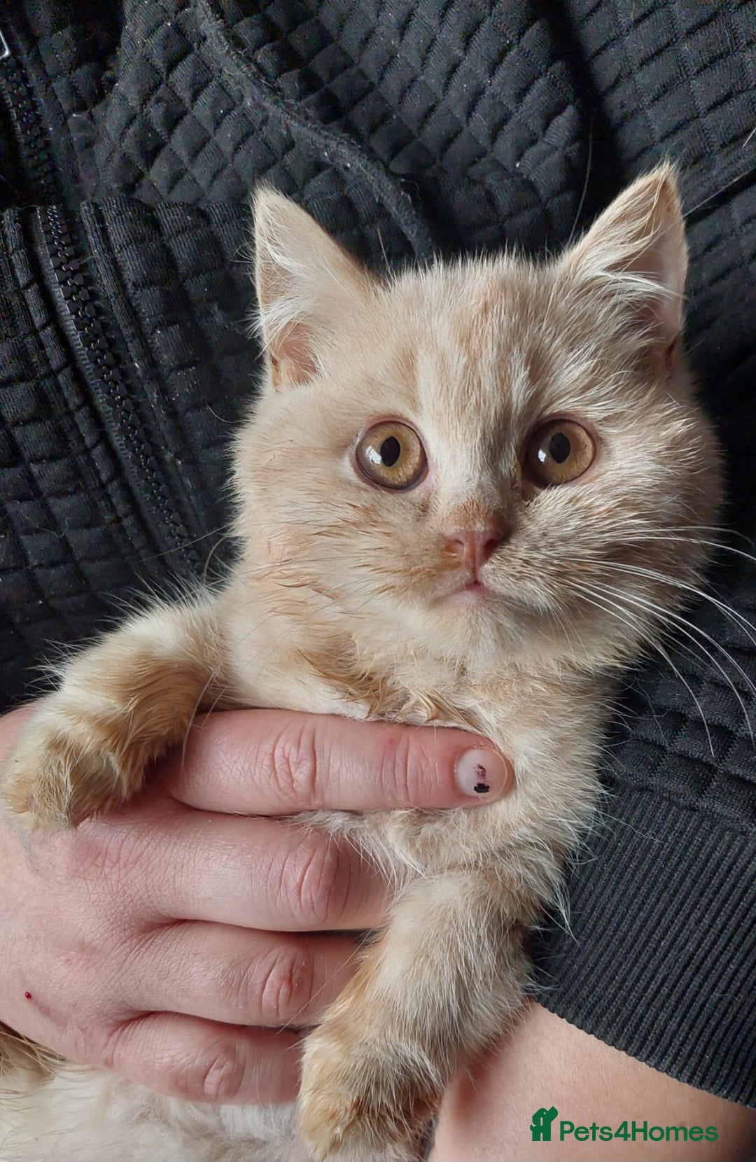 British Shorthair cats for sale: ❤️‍🔥 British Shorthair Kittens ❤️‍🔥 - Advert 2