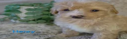 Maltipoo dogs for sale: Quality Toy Maltipoos Japan & USA CHAMPION lines  - Advert 22
