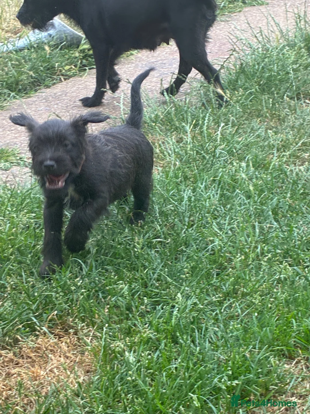 Mixed Breed dogs for sale: Black female LakelandPatterdale terrier - Advert 8
