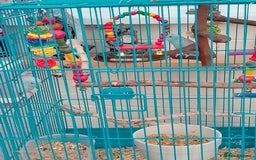 Parrots birds for sale: Parrotlets for sale  - Image 3