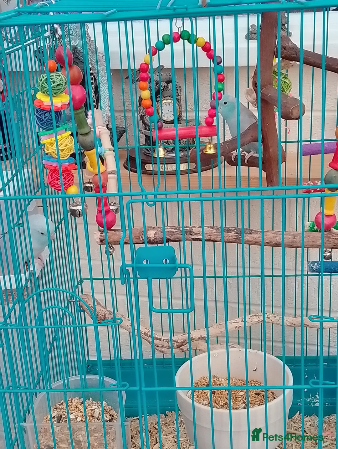 Parrots birds for sale: Parrotlets for sale  - Image 3