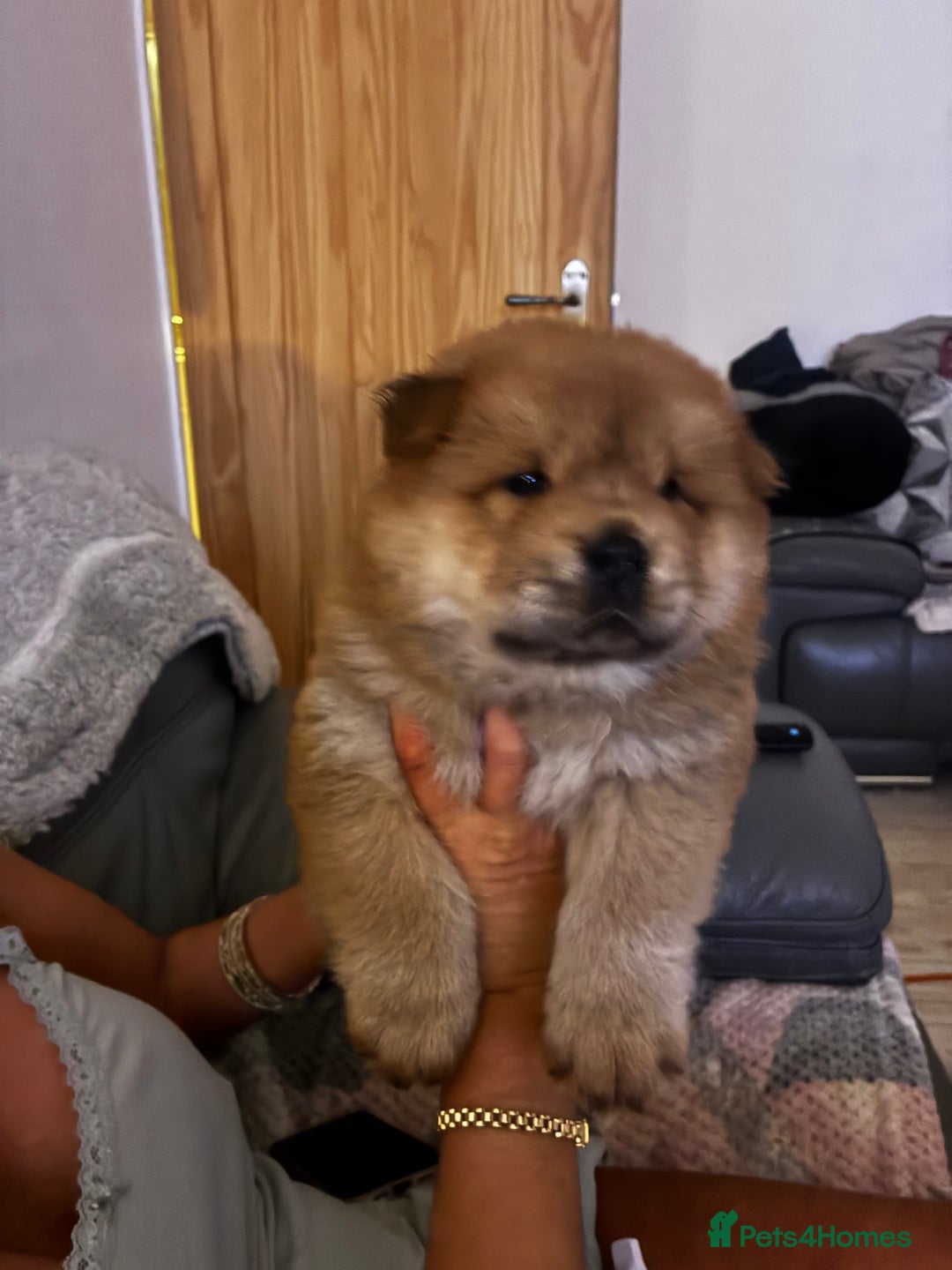 Chow Chow dogs for sale: Cinnamon Chow Chow Puppies - Image 13