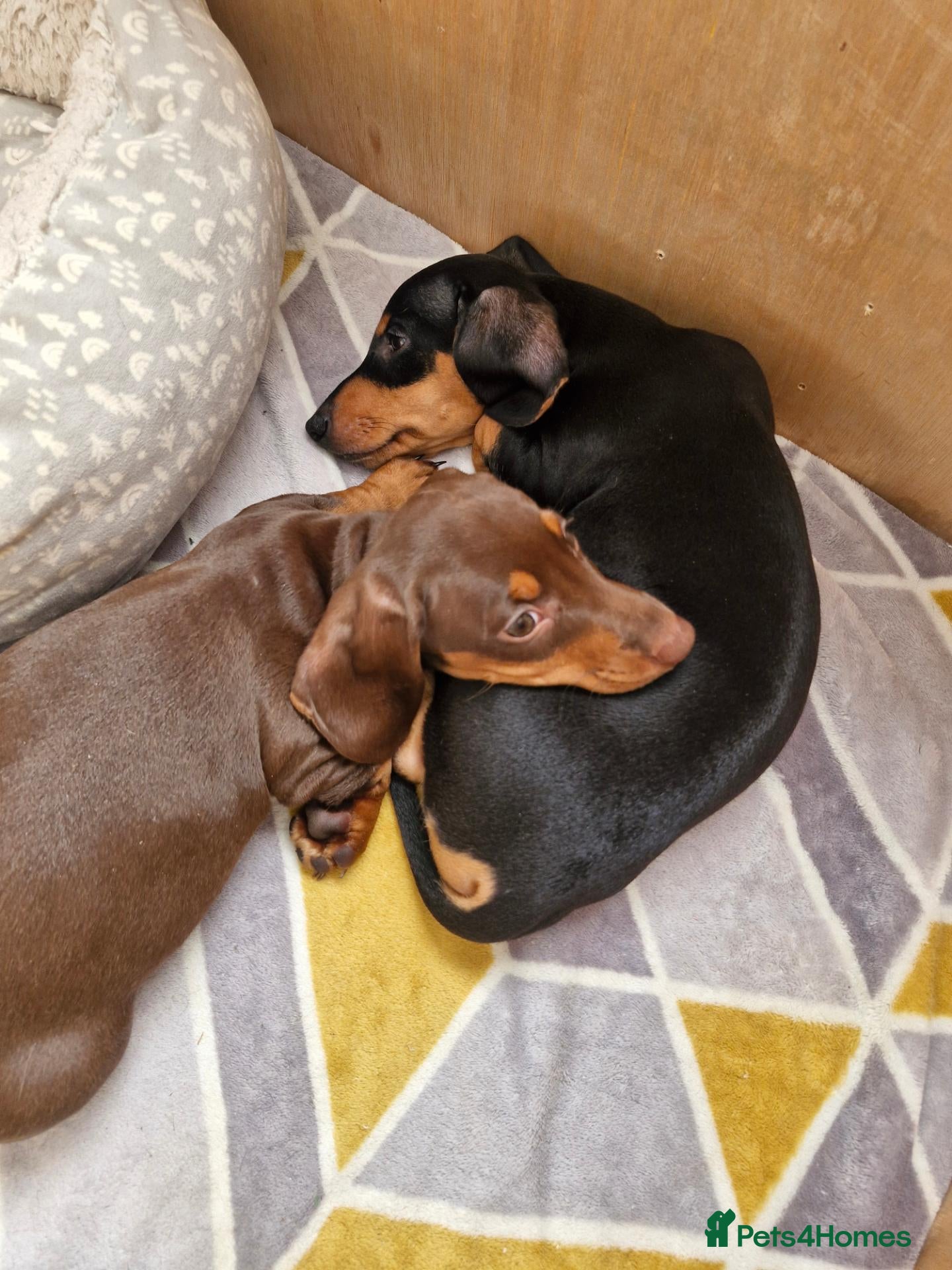 Miniature Dachshund dogs Last 2 remaining Ready for there Forever homes - Advert 2