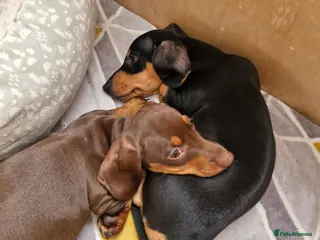 Miniature Dachshund dogs Last 2 remaining Ready for there Forever homes - Advert 2