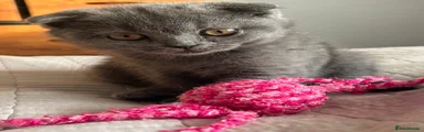 Scottish Fold Kitten 2