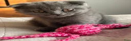 Scottish Fold cats for sale: Only Scottish fold girl left ❣️ - Advert 24