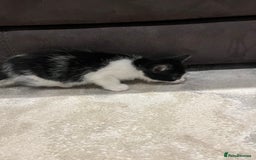 Mixed Breed cats for sale: Mixed breed kittens - Image 7