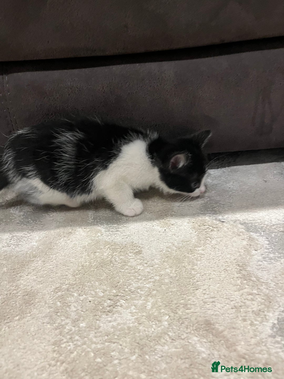 Mixed Breed cats for sale: Mixed breed kittens - Image 7